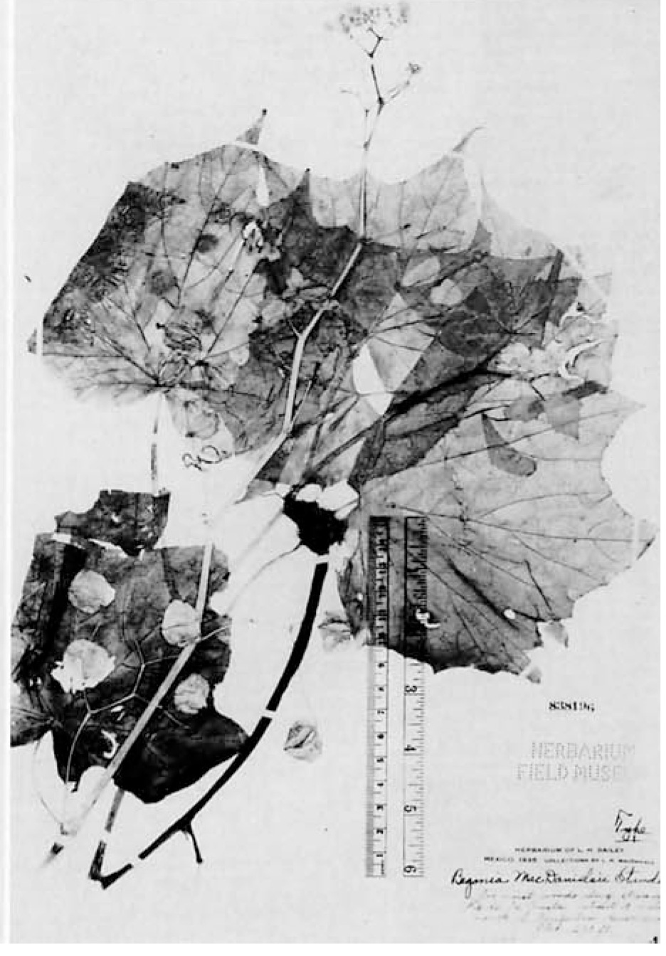 B. macdanielsii
